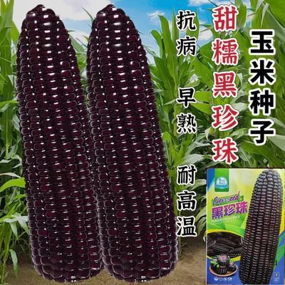 黑珍珠甜糯黑糯玉米种子超甜超糯非转基因杂交玉米种子耐热新品种