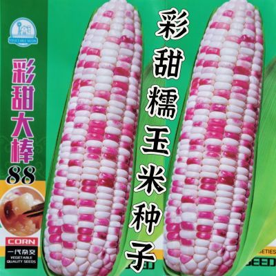 杂交超甜彩糯玉米种子原装大棒高产甜糯玉米种子五彩玉米种子春播