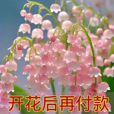 【特价】铃兰带芽花苗浓香多年生植物四季开花室内花卉耐寒好养