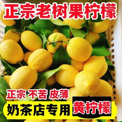 安岳黄柠檬老树果皮薄柠檬奶茶店专用孕妇新鲜水果非香水柠檬批发