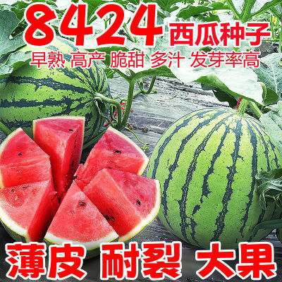 西瓜种子8424麒麟瓜早熟高产西瓜种南方新品种特大超甜西瓜子种子