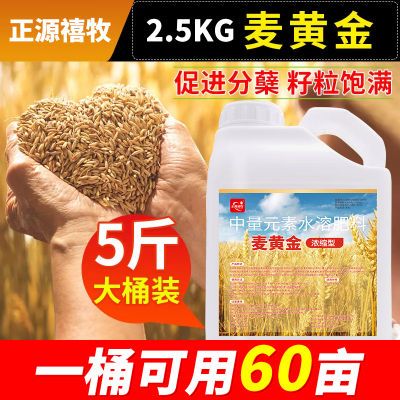 麦黄金小麦高产专用叶面肥生根壮苗壮秧剂分蘖小麦灌浆肥增产增收