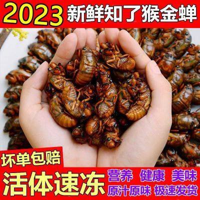 【顺丰】2023年新鲜知了猴 山东金蝉 爬叉 知了 白蝉 夏季美食