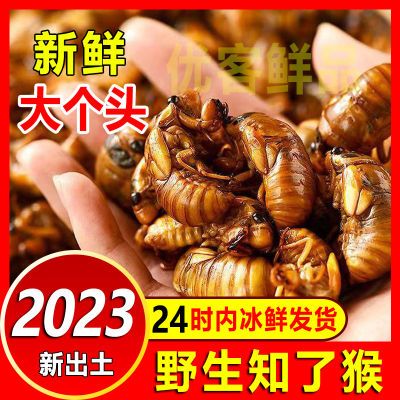 【新鲜抢购】2023年知了猴新鲜金蝉蚕蛹爬叉猴结了龟活体速冻包邮