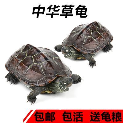 中华草龟小乌龟活物外塘长寿龟宠物龟金线龟家养墨龟活的小乌龟