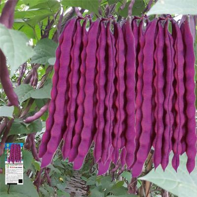 大紫袍紫红四季豆种子高产芸豆红玉春秋紫豆角架豆籽爬藤蔬菜种子