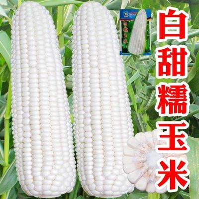 甜糯玉米种子高产四季白粘玉米非转基因白彩甜糯超甜杂交大田种籽
