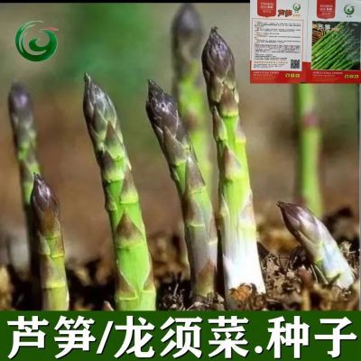 四季芦笋种子绿芦笋龙须菜蔬菜种子高产连续采收适应性广新手易种