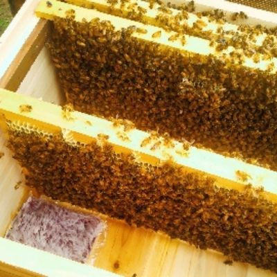 (10箱专车直达)蜜蜂活体 中蜂蜂群  土蜂蜂王  标准蜂箱 低价包邮