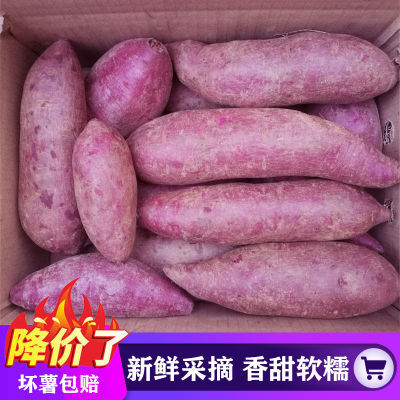 【香甜粉糯】沙地紫薯新鲜紫心红薯地瓜番薯蜜薯蔬菜大果整箱批发