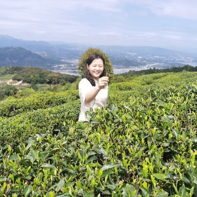 豆香茶农自产正宗崂山绿茶2023新茶500克散装青岛特产全国包邮