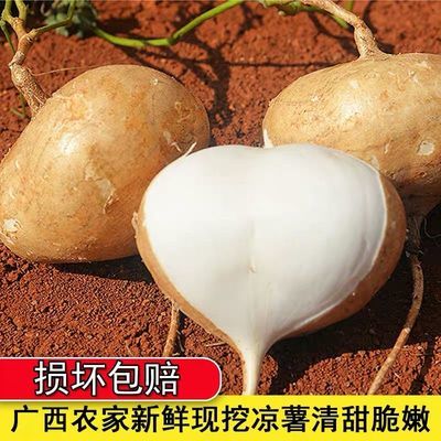 广西凉薯现挖新鲜蔬菜水果农家自种白地瓜豆薯番薯1/3/5/9包邮